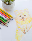 12 Colored Pencils