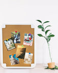 Push Pins Assorted Transparent Color (100/Pack)
