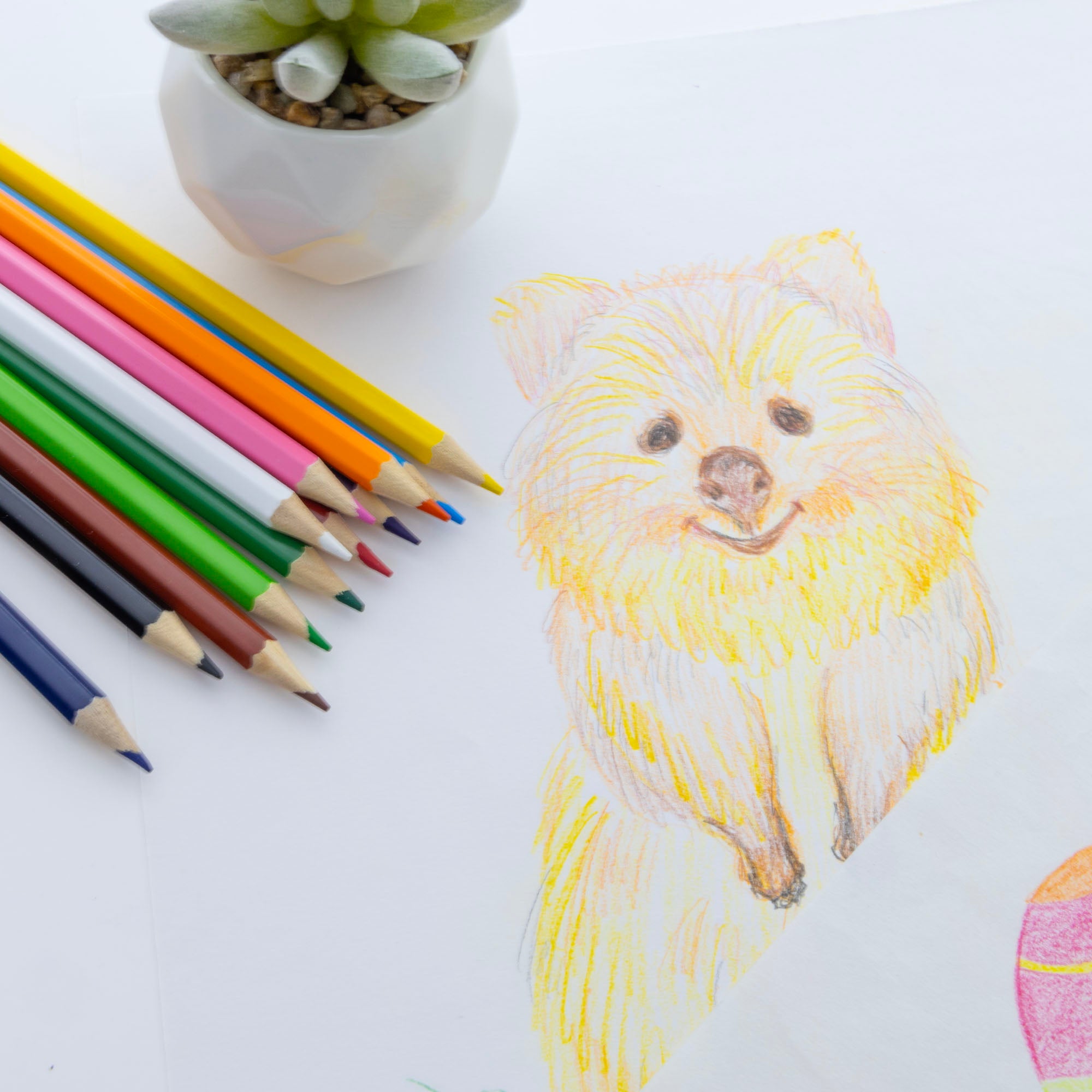 12 Colored Pencils